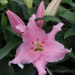 Растение. Луковица. Лилия Berbiano. Размер 16/18