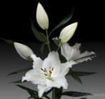 Растение. Луковица. Лилия Arlington. Размер 16/18