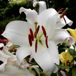 Растение. Луковица. Лилия Zambesi. Размер 16/18