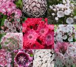 Саженец Кальмия Микс