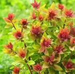 Саженец Спирея Спарклинг Шампань