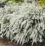 Саженец Спирея Аргута