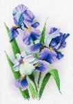 "Букет ирисов" Рисунок на канве 30х40см