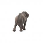 Азиатский слон, самка