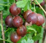 Крыжовник Сливовый (2-х летка)