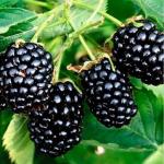 Ежевика Натчес (2-ух летка)