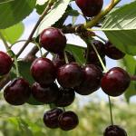 Вишня Россошанская черная (1 летка)