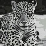 KHM0039 Картина по номерам (30х30) ЯГУАР (9 цветов) 1/23