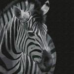 KHM0053 Картина по номерам (30х30) ЗЕБРА (11 цветов) 1/23