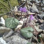 Масло цикламена (при насморке, гайморите, флакон с капельницей)