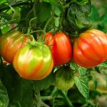 Томат Амаури 5шт (25295). Семена