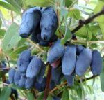 Саженец Жимолость Амфора