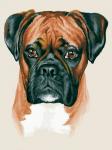 "Боксер" живопись на холсте 30*40см