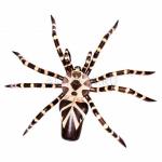 Паук (тонированное дерево албезия)