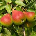 Груша Северянка краснощекая (1 летка)