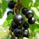 Смородина Селеченская-2 (1 летка)