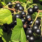 Смородина Черная  жемчужина (1 летка)