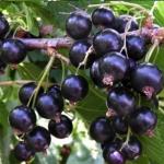 Смородина Черная титания (1 летка)