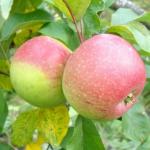 ЯБЛОНЯ РОДНИЧОК (1 летка)