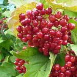 Калина плодовая (2-х летка)