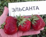 Саженец Садовая земляника (клубника) Эльсанта (набор из 4 штук)