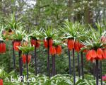 Рябчик Fritillaria Rubra (луковица)