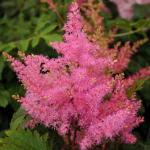 Растение Астильба д14 Younique Pink