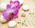 - Две орхидеи на пляжном песочке