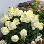 Саженец Гортензия метельчатая Magical Mont Blanc