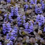 Растение Ажуга д10 Black Scallop