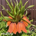 Рябчик Fritillaria Rubra (луковица)
