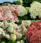 Юная гортензия Микс сортов