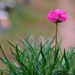 Армерия д10 Маритима Abbey Deep Pink