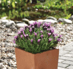 Лаванда д13 stoechas Bandera 2.0 Deep Rose