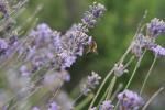 Лаванда д13 Du Verdon