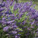 Лаванда д10 Ellagance Purple