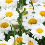 Леукантемум д13 Sweet Daisy Jane