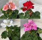 *Пеларгония д12 Микс