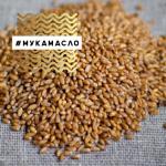 Зерна пшеницы шугуровской для проращивания