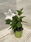 Платикодон д10 grandiflorus Astra F1 White