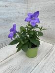 Платикодон д10 grandiflorus Astra F1 Blue