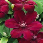 Клематис ВЕСТЕРПЛАТ