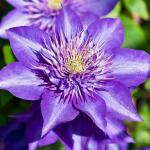 Клематис МУЛЬТИ БЛЮ