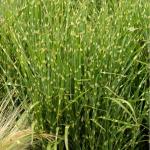 Мискантус китайский СТРИКТУС
