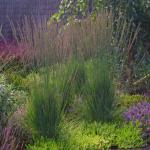 Молиния голубая МОХЕР