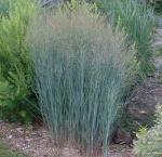 Просо прутьевидное ХЭВИ МЕТАЛ