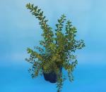 Саженец Спирея Сноумаунд (С3)