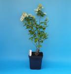 Саженец Гортензия метельчатая Bombshell