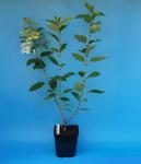 Саженец Гортензия метельчатая Limelight