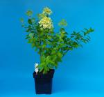 Саженец Гортензия метельчатая Little Passion